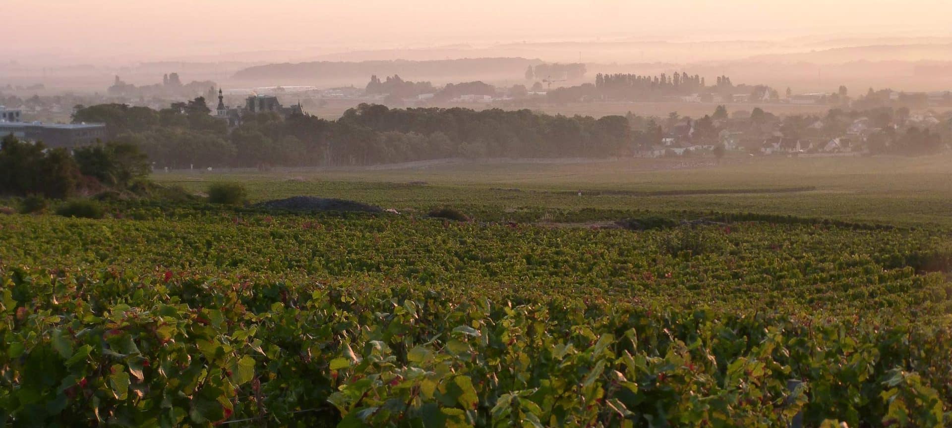corton charlemagne d 117 18