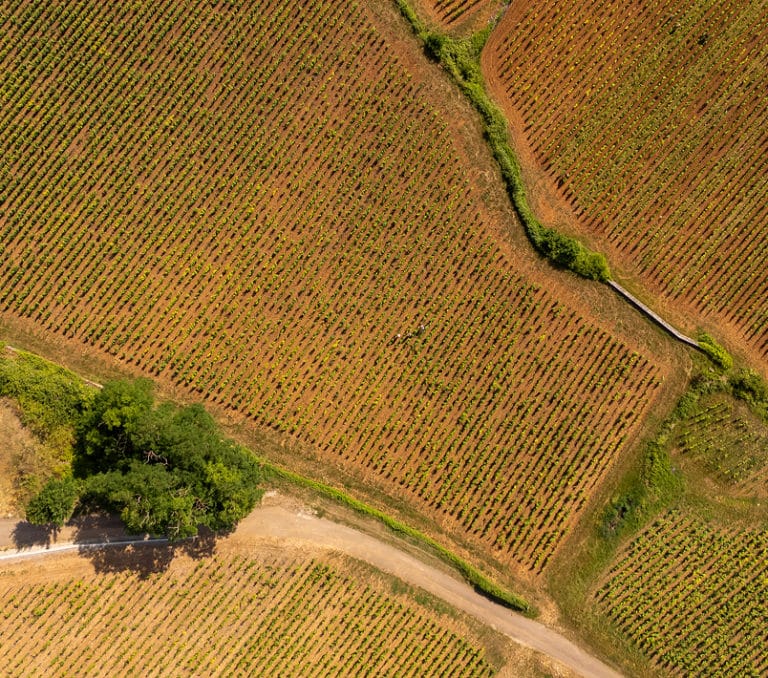 parcelles de vignes domaine tortochot