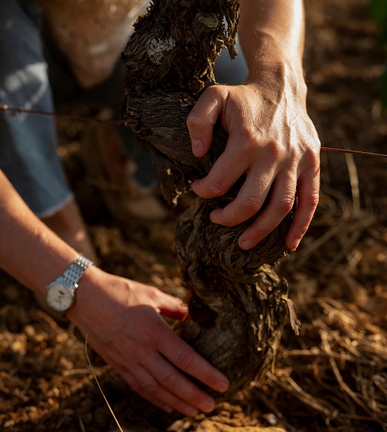 vignes domaine tortochot