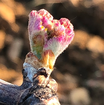 bourgeon domaine tortochot