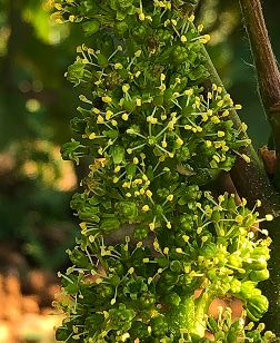 fleurdevigne domaine tortochot