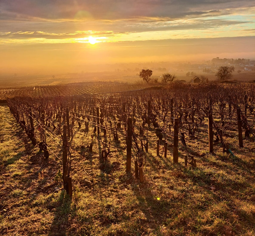 parcelles de vignes hiver domaine tortochot