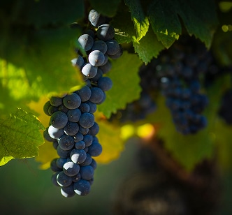 pinot noir domaine tortochot